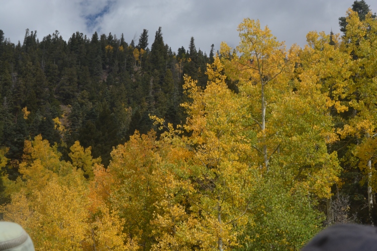 train through autumn colors